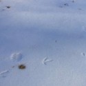 footprints…