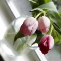 a flower for you…