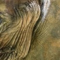 the elephant in the room…