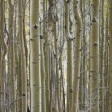 The Forest for the Trees…