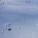 footprints…