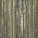The Forest for the Trees…